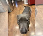 Small #4 American Pit Bull Terrier Mix