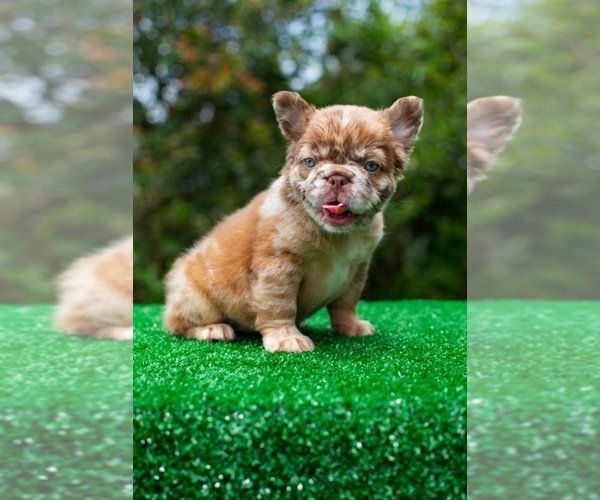 Medium Photo #5 French Bulldog Puppy For Sale in CHARLOTTE, NC, USA
