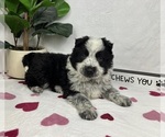 Small #2 Australian Cattle Dog-Miniature Australian Shepherd Mix