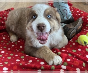 Australian Shepherd Litter for sale in COTOPAXI, CO, USA