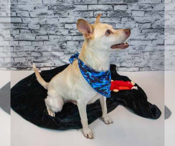 Medium Photo #3 Labrador Retriever-Unknown Mix Puppy For Sale in Kennesaw, GA, USA