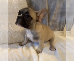 Small #1 French Bulldog