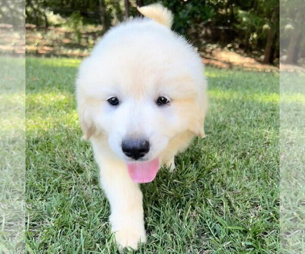 Medium Photo #2 Golden Pyrenees Puppy For Sale in Spring Lake, NC, USA