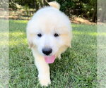 Small #1 Golden Pyrenees