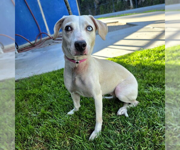 Medium Photo #1 Labrador Retriever-Unknown Mix Puppy For Sale in Long Beach, CA, USA