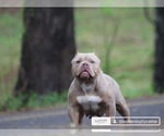 Small Photo #7 American Bully Puppy For Sale in MOUNT OLIVE, AL, USA