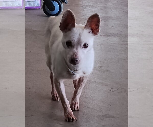 Medium Photo #1 Chihuahua-Unknown Mix Puppy For Sale in Woodland, CA, USA