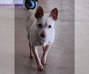 Chihuahua-Unknown Mix Dogs for adoption in Woodland, CA, USA