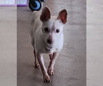 Candy - Female Chihuahua-Unknown Mix Dog for Adoption - Small photo