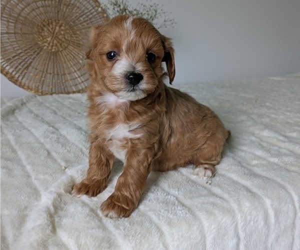 Medium Photo #66 Poovanese Puppy For Sale in GOSHEN, IN, USA