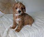 Small Photo #66 Poovanese Puppy For Sale in GOSHEN, IN, USA