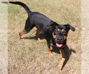 Frannie - Female Mutt Dog for Adoption - Photo #3