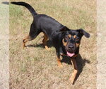 Small Photo #3 Mutt Puppy For Sale in Jackson, MS, USA