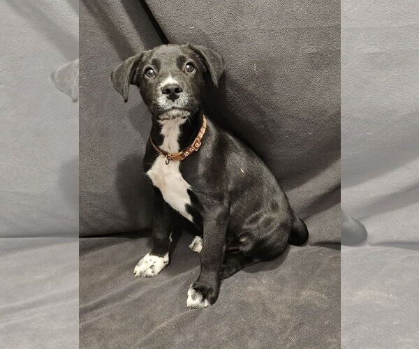 Medium Photo #4 Labrador Retriever-Unknown Mix Puppy For Sale in Corinth, MS, USA