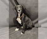 Small #3 Labrador Retriever Mix
