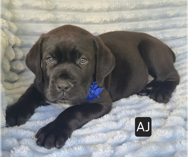 Medium Photo #9 Cane Corso Puppy For Sale in MINERAL WELLS, WV, USA
