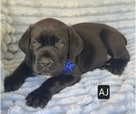 Small #8 Cane Corso