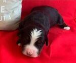 Small Photo #2 Bernese Mountain Dog Puppy For Sale in MACON, GA, USA