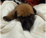 Small #2 Mutt