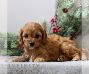 Cavapoo Puppy for sale in EAST EARL, PA, USA