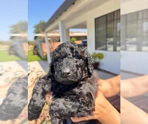 Goldendoodle-Newfoundland Mix Puppy for sale in BELLFLOWER, CA, USA
