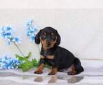 Puppy Dave Dachshund