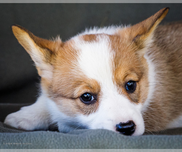 Medium Photo #15 Pembroke Welsh Corgi Puppy For Sale in WAKARUSA, IN, USA