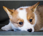 Small Photo #15 Pembroke Welsh Corgi Puppy For Sale in WAKARUSA, IN, USA