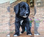 Small #3 Aussiedoodle