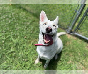 German Shepherd Dog-Siberian Husky Mix Dogs for adoption in Tulsa, OK, USA