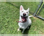Small German Shepherd Dog-Siberian Husky Mix