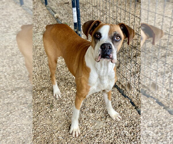 Medium Photo #2 Boxer Puppy For Sale in Austin, TX, USA
