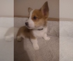 Small #2 Pembroke Welsh Corgi