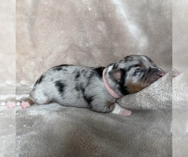 Medium Photo #3 Australian Shepherd Puppy For Sale in HENRICO, VA, USA