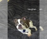 Small #8 Boston Terrier