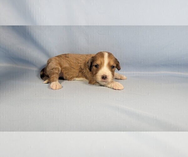 Medium Photo #3 Bernedoodle (Miniature) Puppy For Sale in BLACK FOREST, CO, USA
