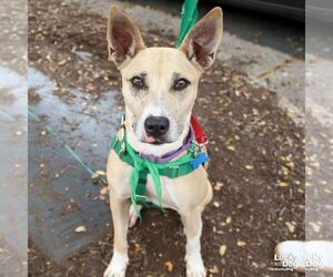 Mutt Dogs for adoption in Washington, DC, USA