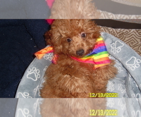 Full screen Photo #1 Poodle (Toy) Puppy For Sale in DULUTH, GA, USA