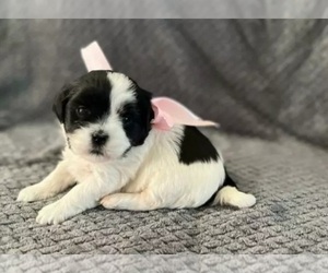 Mal-Shi Puppy for sale in BURLINGAME, CA, USA