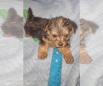 Small Photo #206 Yorkshire Terrier Puppy For Sale in AKRON, OH, USA