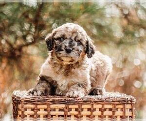 Pyredoodle Puppy for Sale in EVERGREEN, North Carolina USA