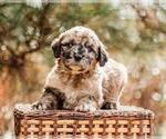 Small Photo #1 Pyredoodle Puppy For Sale in EVERGREEN, NC, USA