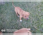 Small Photo #9 Cane Corso Puppy For Sale in TOMBALL, TX, USA