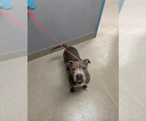 Mutt Dogs for adoption in Las Vegas, NV, USA