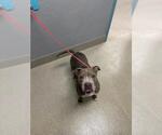Small Mutt