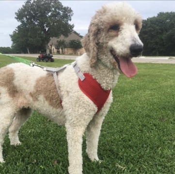Medium Photo #1 Goldendoodle Puppy For Sale in SPRINGTOWN, TX, USA