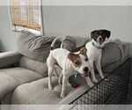 Small #11 Jack Russell Terrier Mix