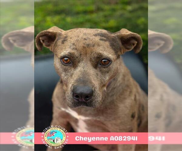 Medium Photo #2 Catahoula Leopard Dog-Unknown Mix Puppy For Sale in Mobile, AL, USA