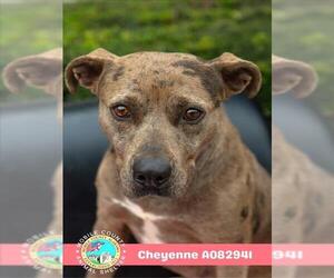 CHEYENNE - Female Catahoula Leopard Dog-Unknown Mix Dog for Adoption - Photo #2