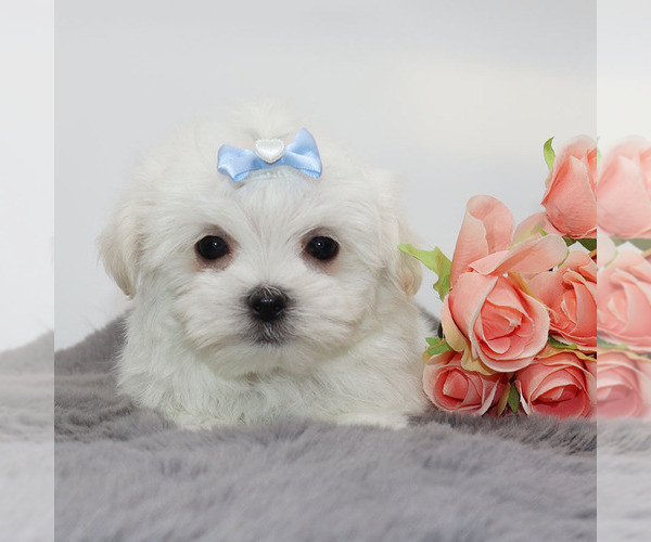 Medium Photo #4 Maltese Puppy For Sale in LOS ANGELES, CA, USA
